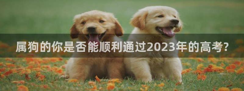 彩虹多多平台注册：属狗的你是否能顺利通过2023年的高考?