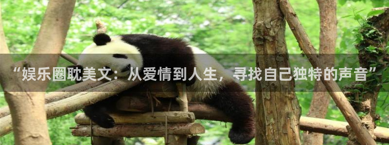 彩虹多多体育凯捷平台注册：“娱乐圈耽美文：从爱情到人生，寻找自己独特的声音”